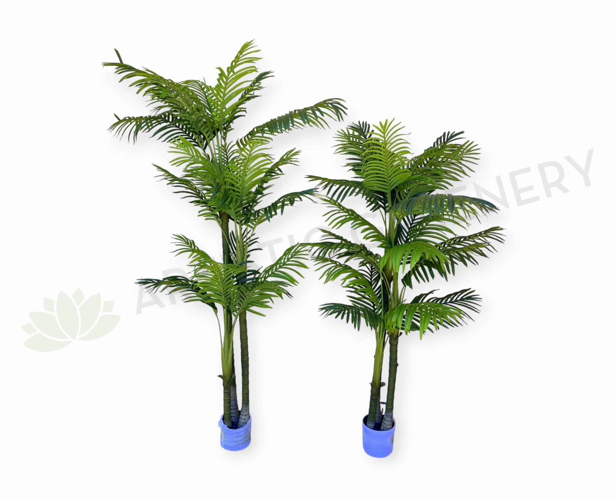 T0185 Cabada Palm 180cm / 210cm sun perennial  