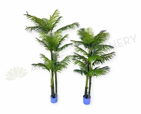T0185 Cabada Palm 180cm / 210cm sun perennial  