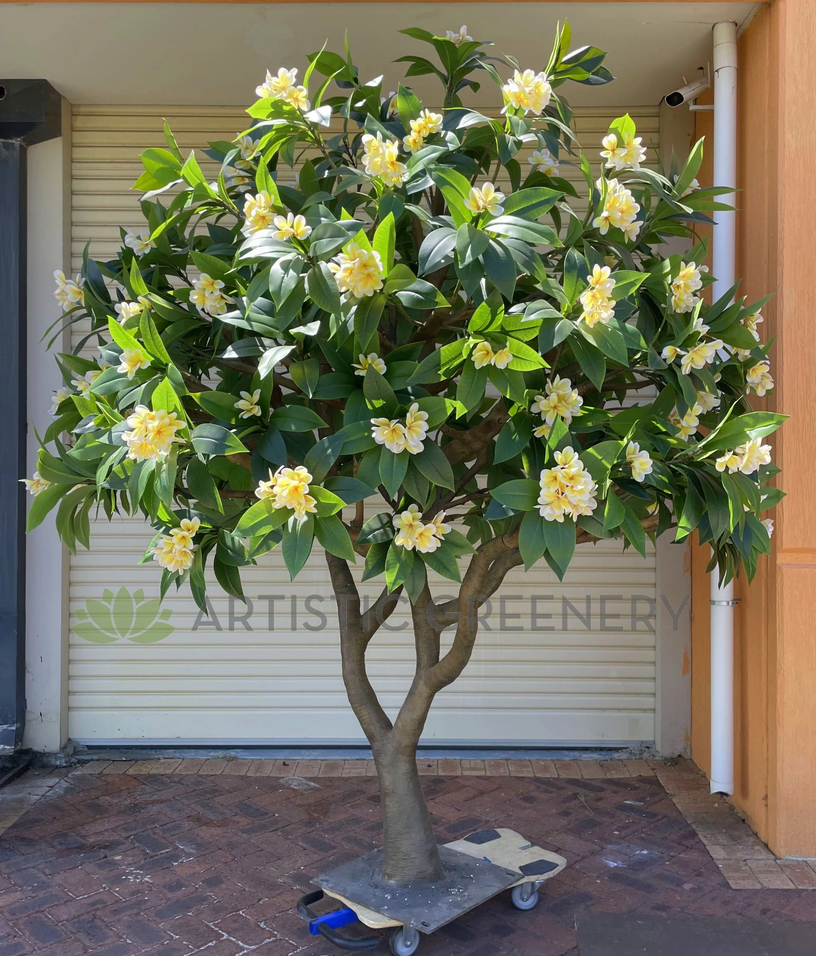 T0185 Frangipani / Plumeria Tree 250cm Tall