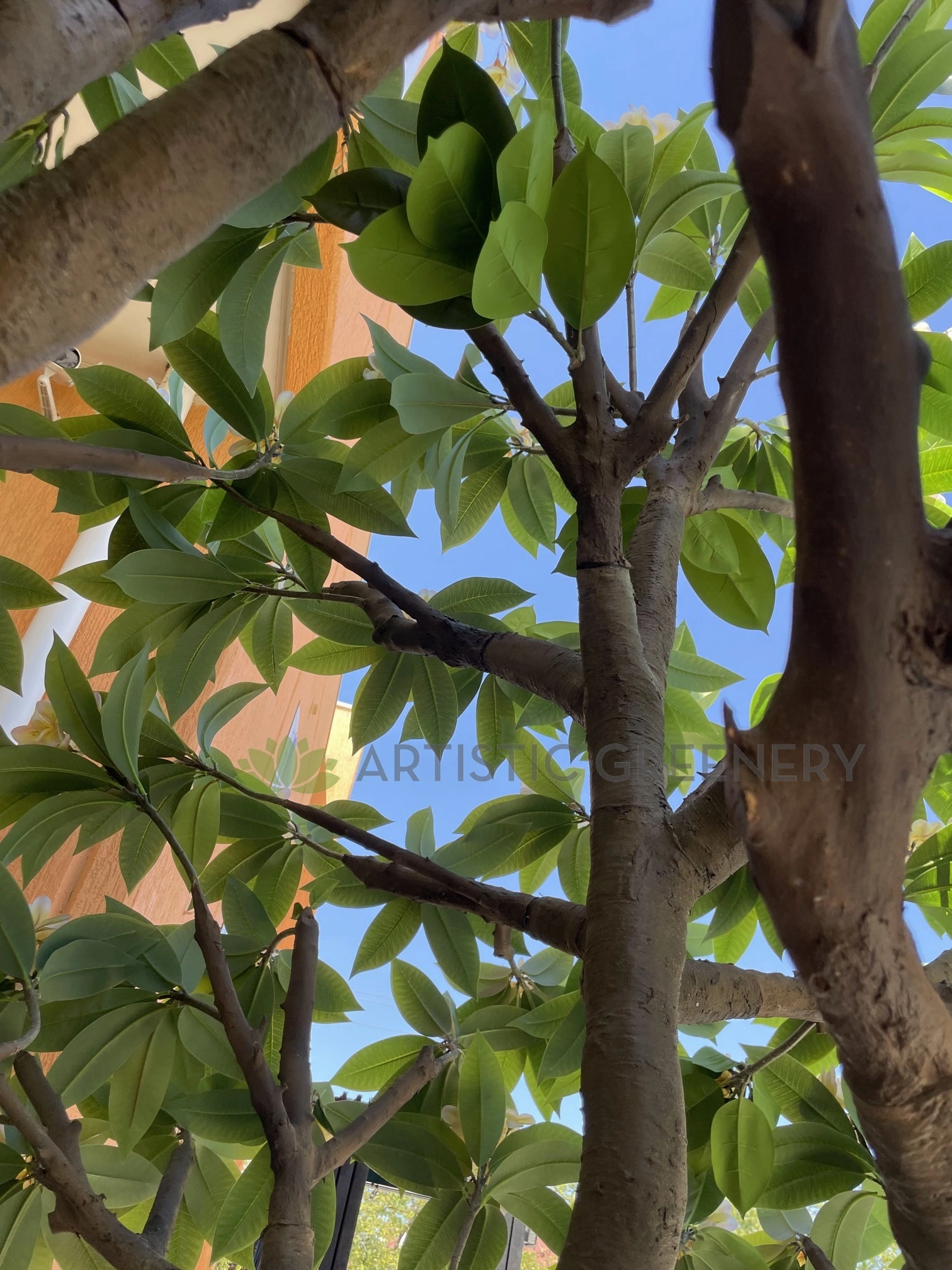 T0185 Frangipani / Plumeria Tree 250cm Tall