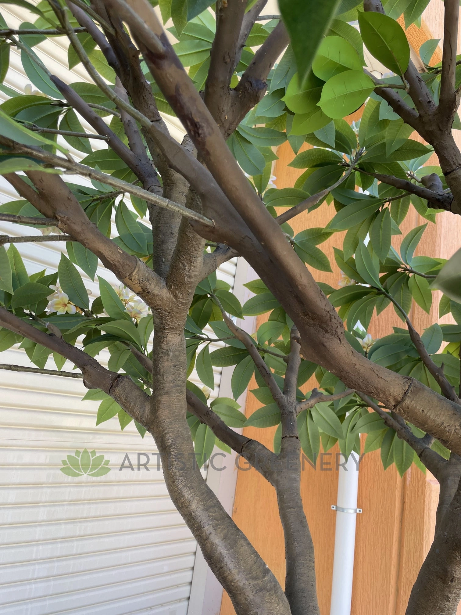 T0185 Frangipani / Plumeria Tree 250cm Tall