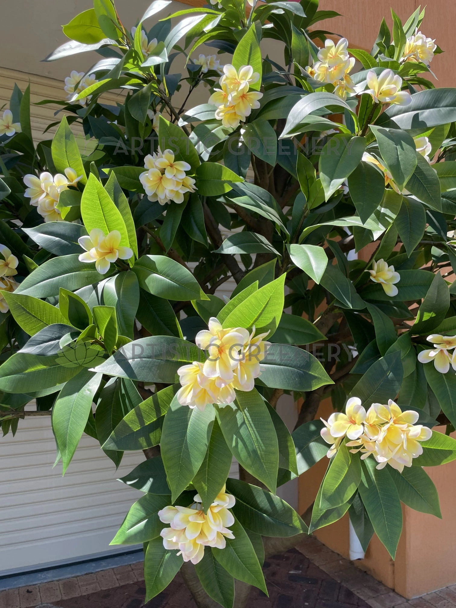 T0185 Frangipani / Plumeria Tree 250cm Tall