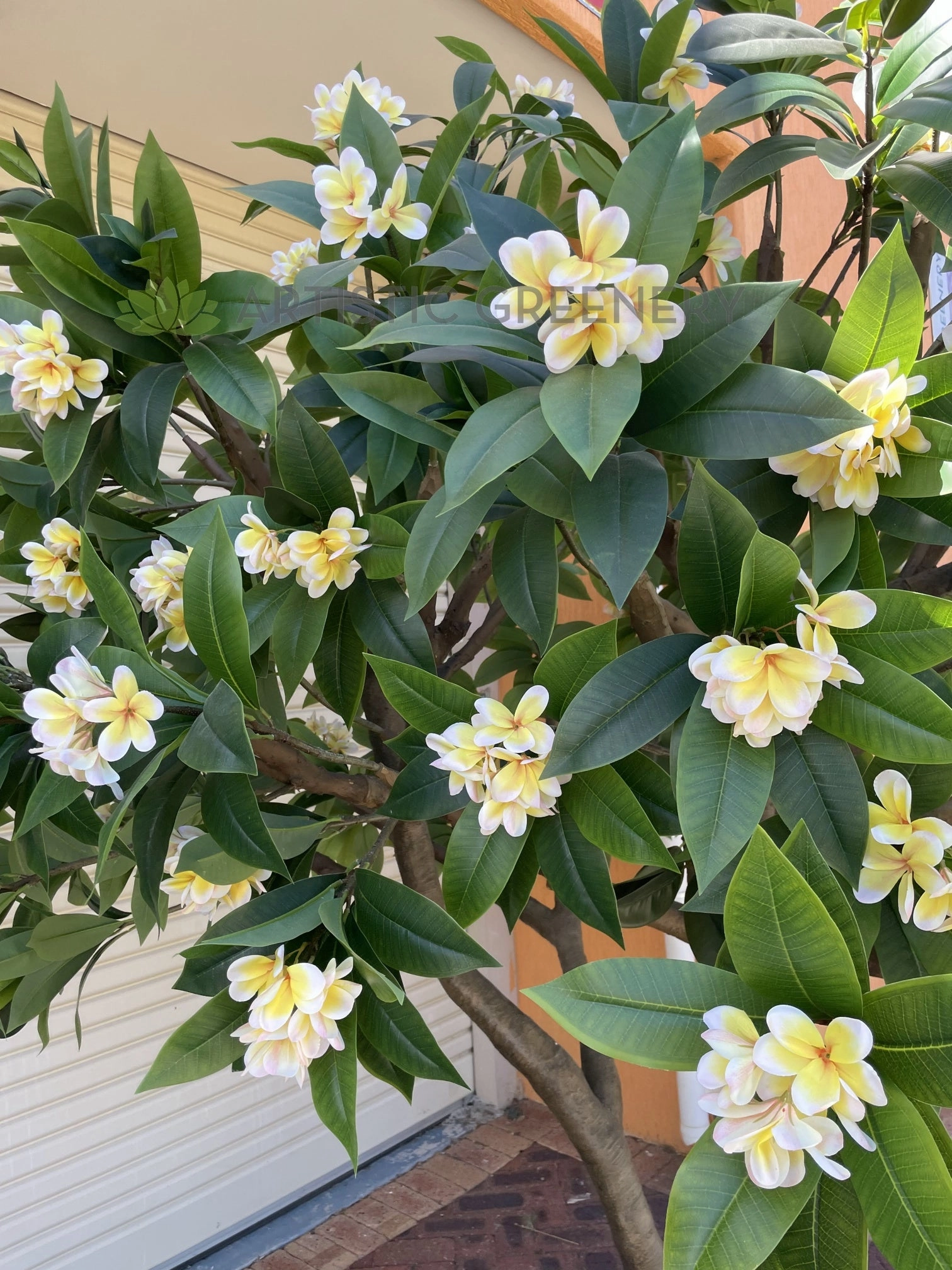 T0185 Frangipani / Plumeria Tree 250cm Tall