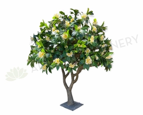 T0185 Frangipani / Plumeria Tree 250cm Tall sun perennial  