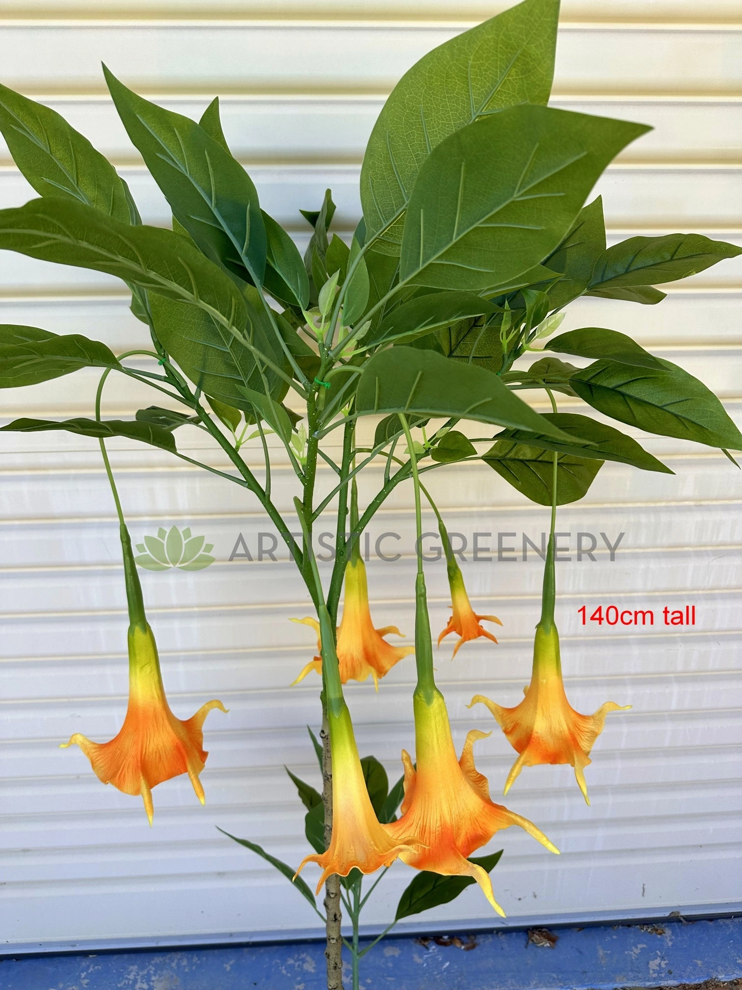 T0186 Angel's Trumpet / Brugmansia Arborea with Orange Flowers 100cm / 140cm