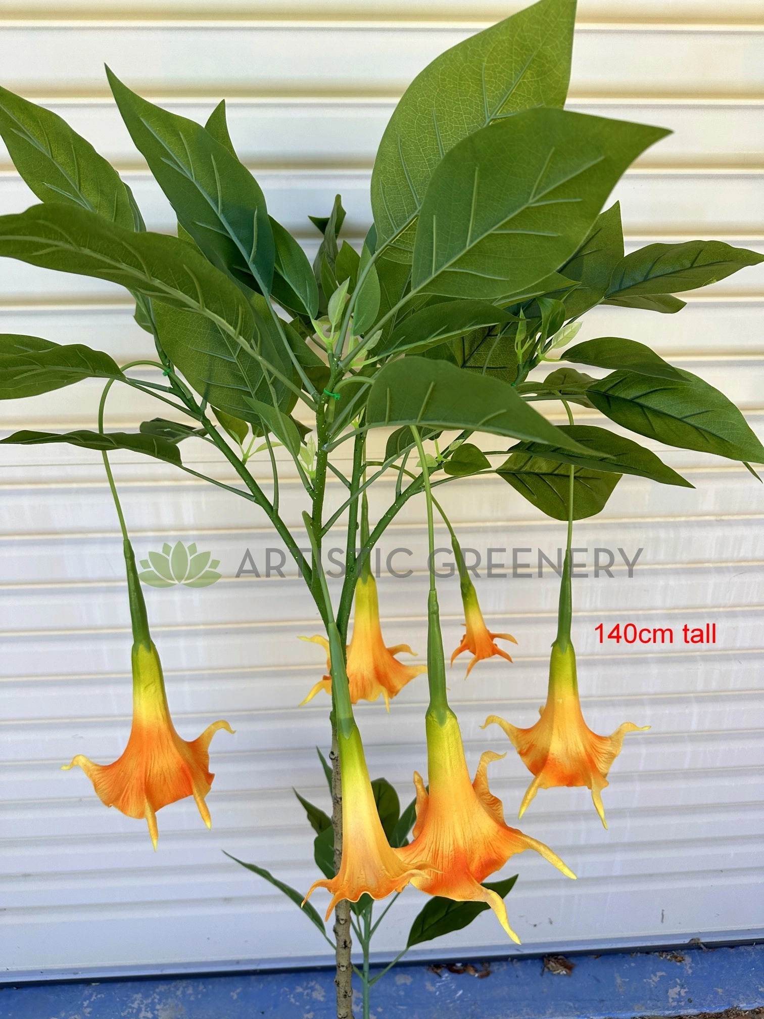 T0186 Angel's Trumpet / Brugmansia Arborea with Orange Flowers 100cm / 140cm