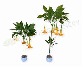 T0186 Angel's Trumpet / Brugmansia Arborea with Orange Flowers 100cm / 140cm indoor plant stand  
