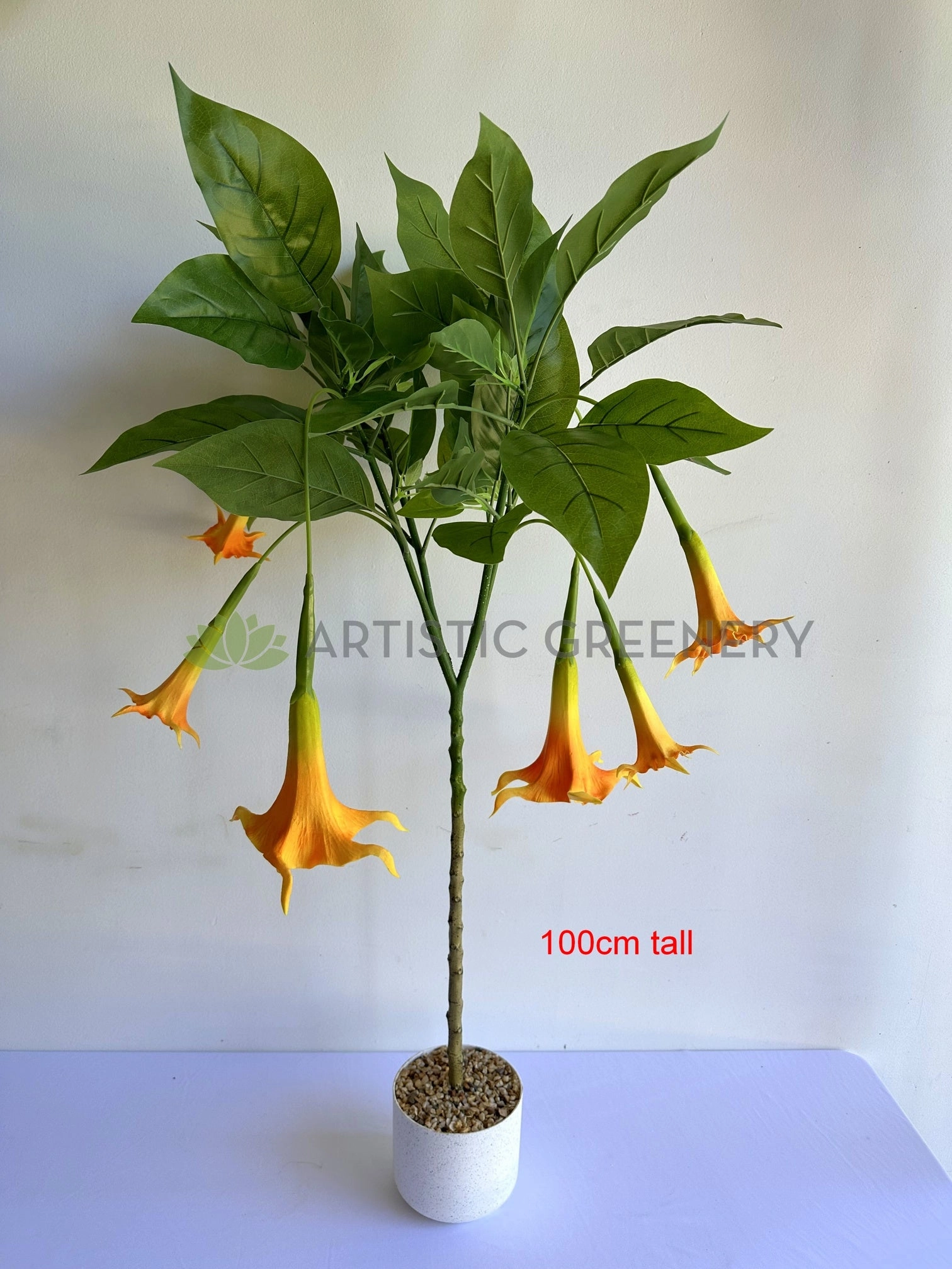 T0186 Angel's Trumpet / Brugmansia Arborea with Orange Flowers 100cm / 140cm