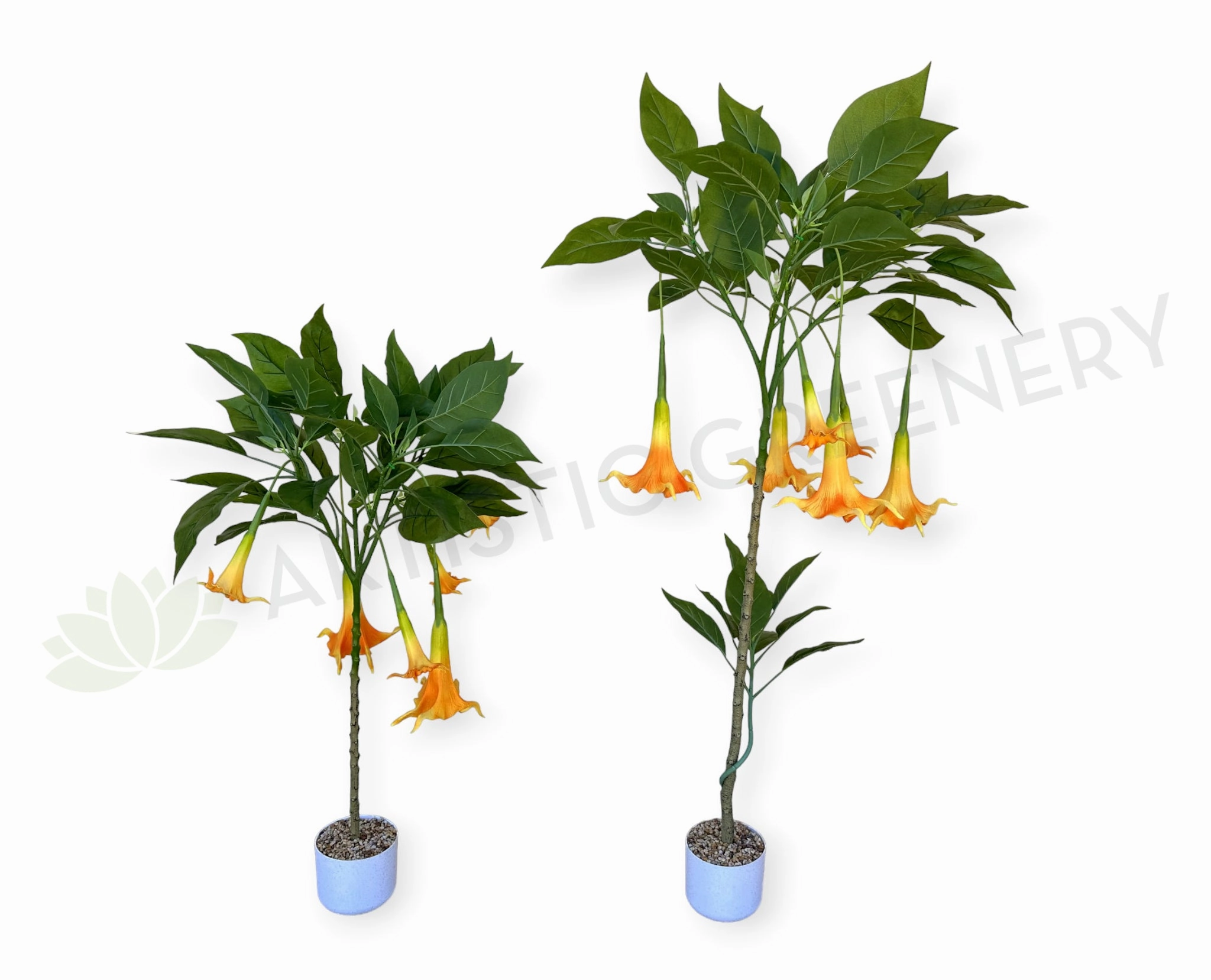 T0186 Angel's Trumpet / Brugmansia Arborea with Orange Flowers 100cm / 140cm indoor plant stand  
