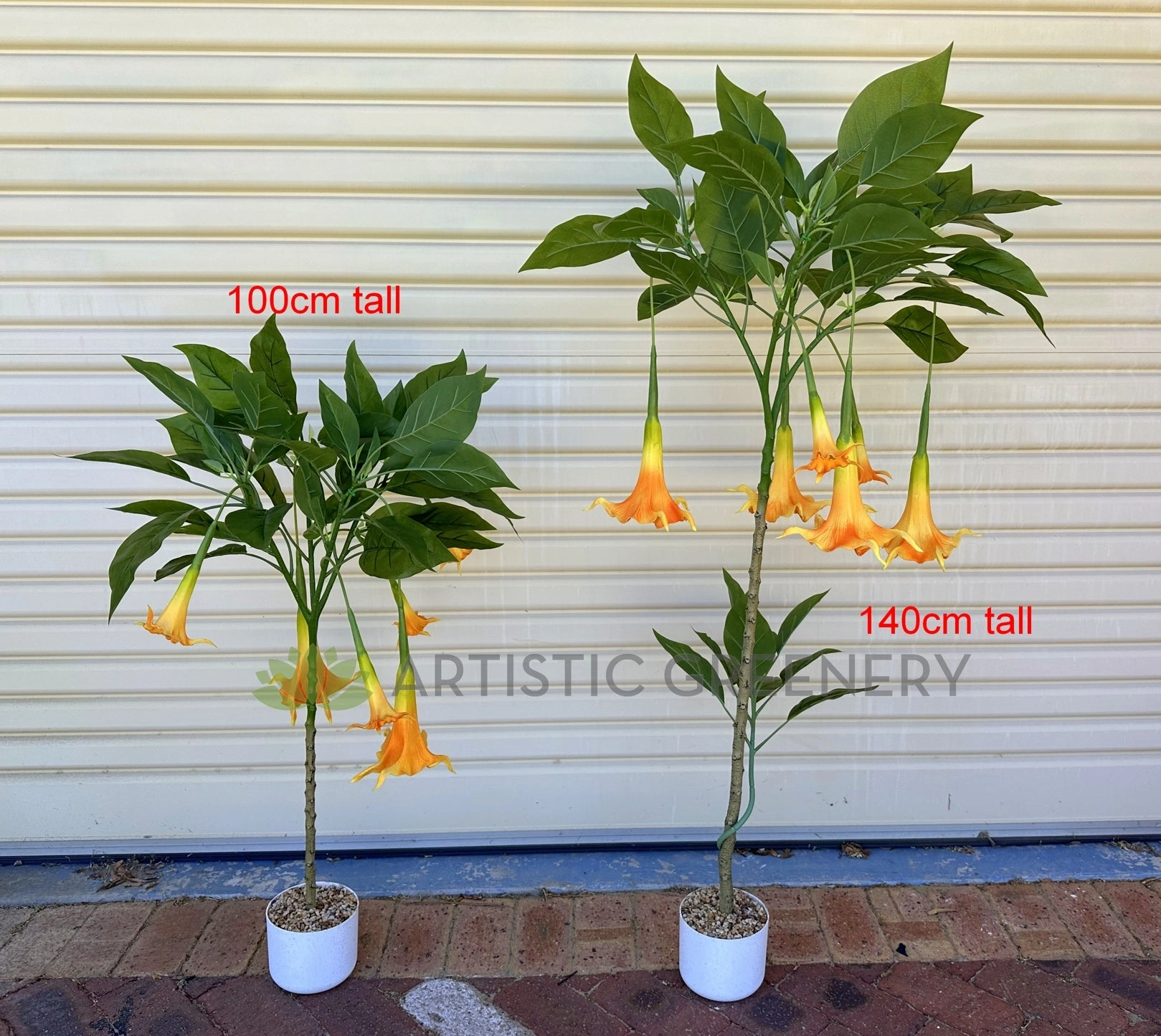T0186 Angel's Trumpet / Brugmansia Arborea with Orange Flowers 100cm / 140cm