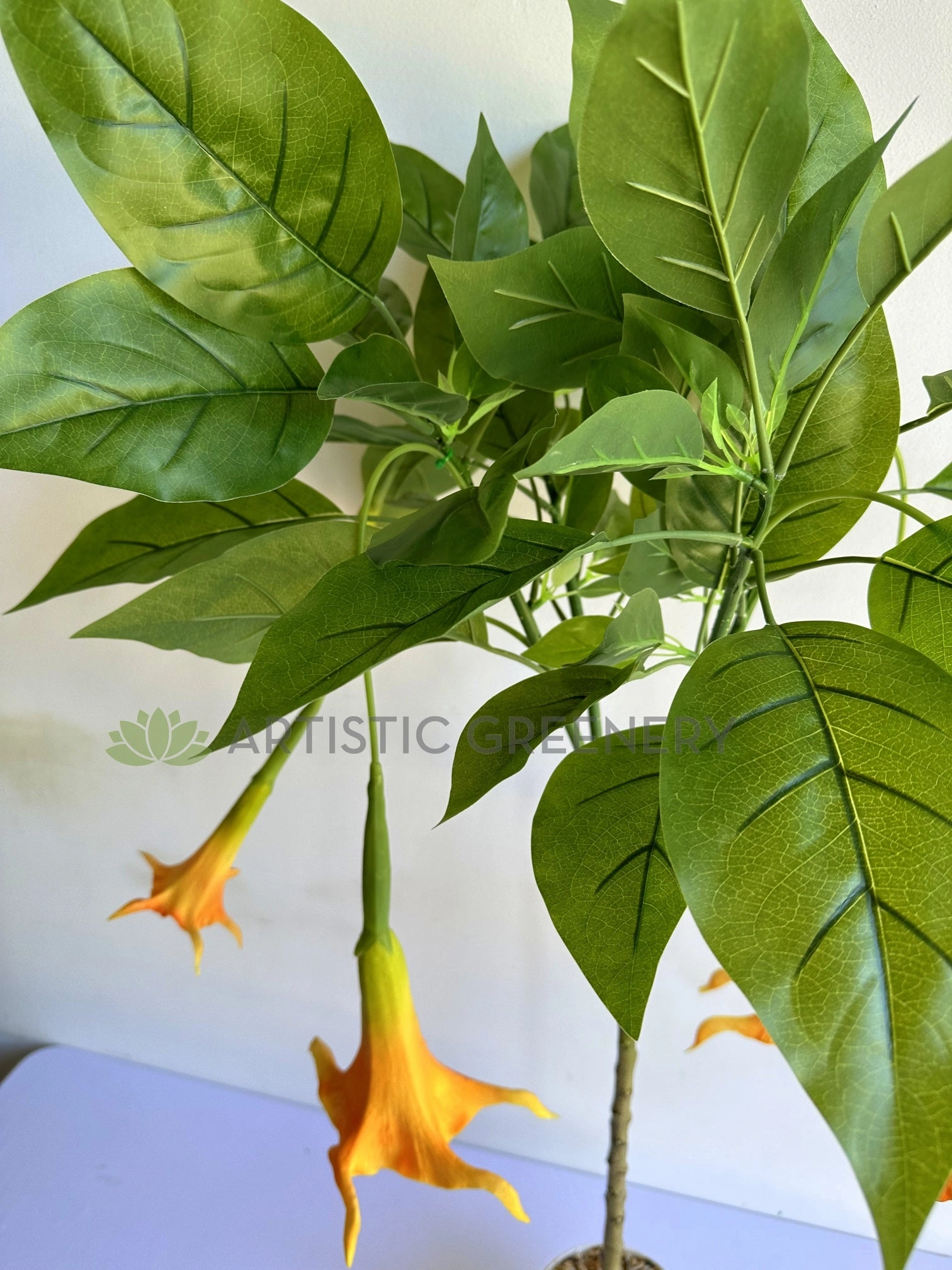 T0186 Angel's Trumpet / Brugmansia Arborea with Orange Flowers 100cm / 140cm