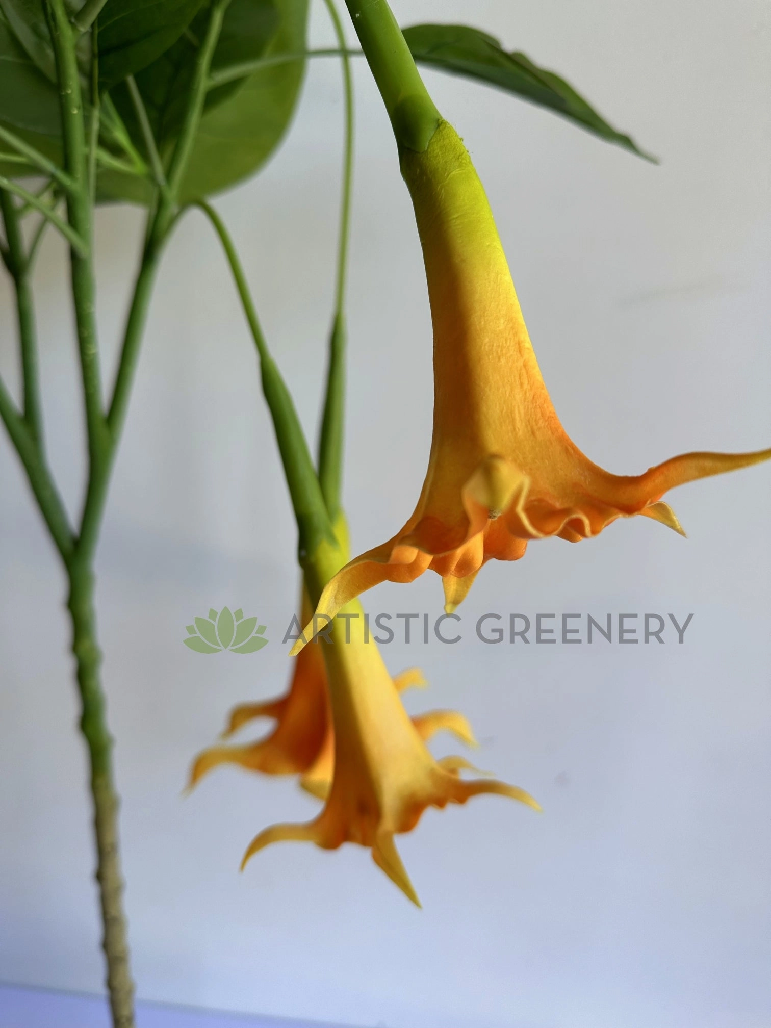 T0186 Angel's Trumpet / Brugmansia Arborea with Orange Flowers 100cm / 140cm