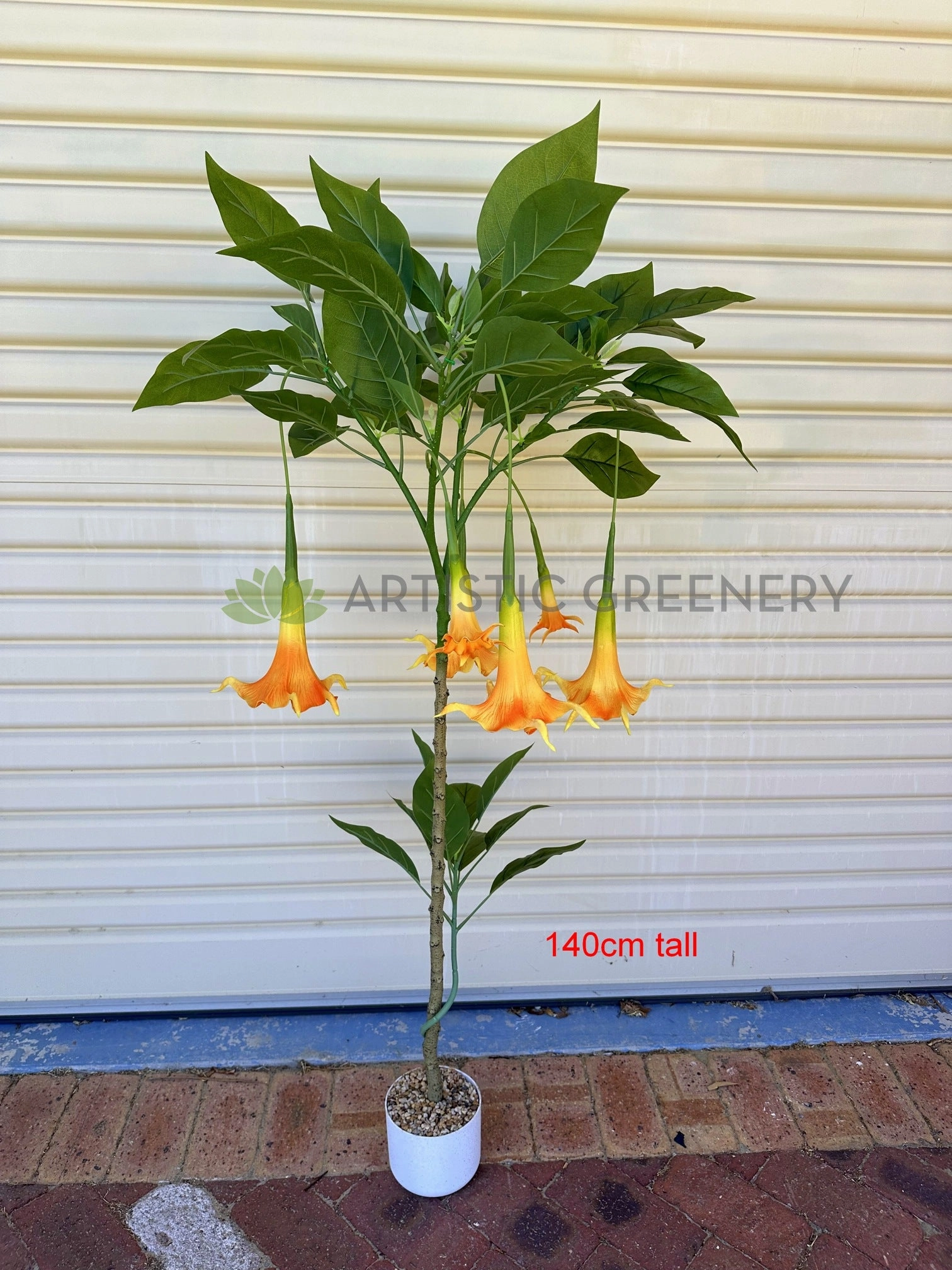 T0186 Angel's Trumpet / Brugmansia Arborea with Orange Flowers 100cm / 140cm
