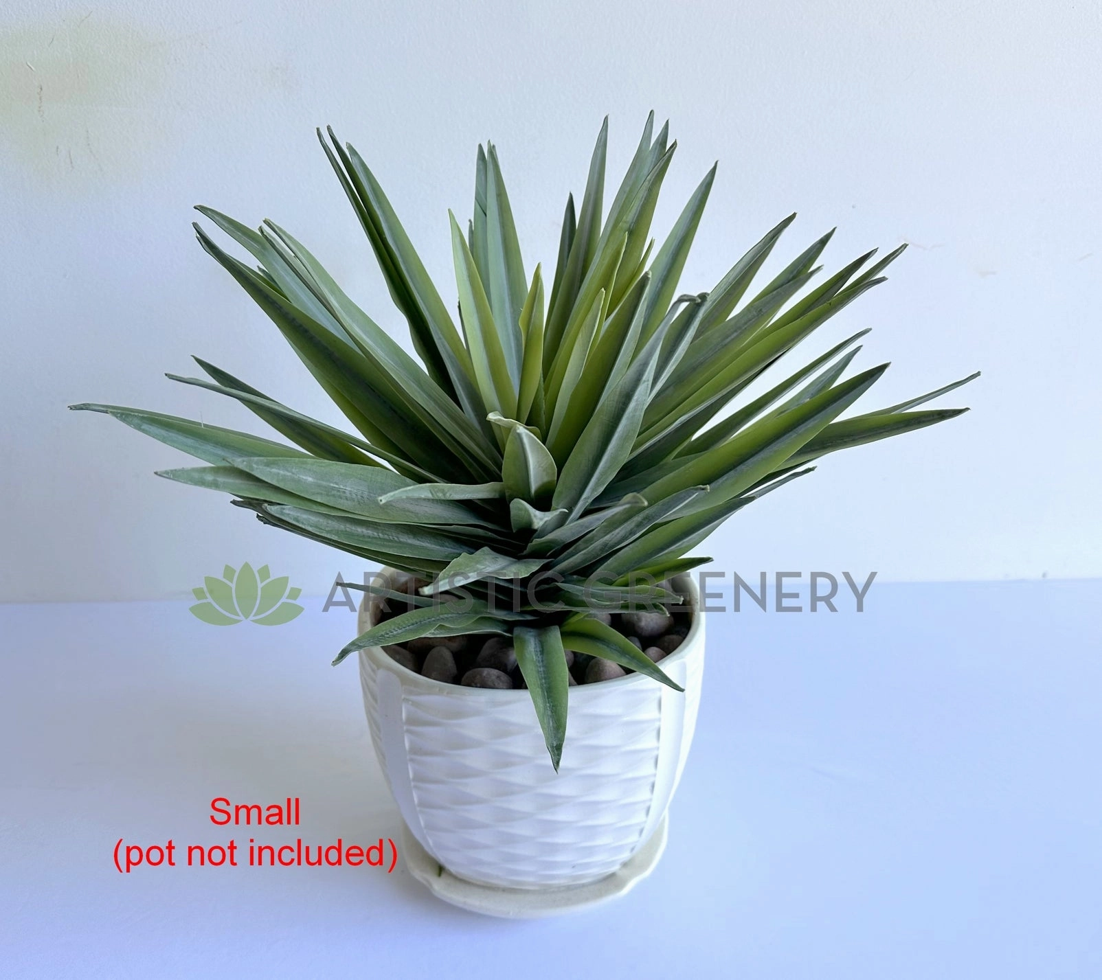 T0187 Agave / Angustifolia / Yucca 2 Sizes
