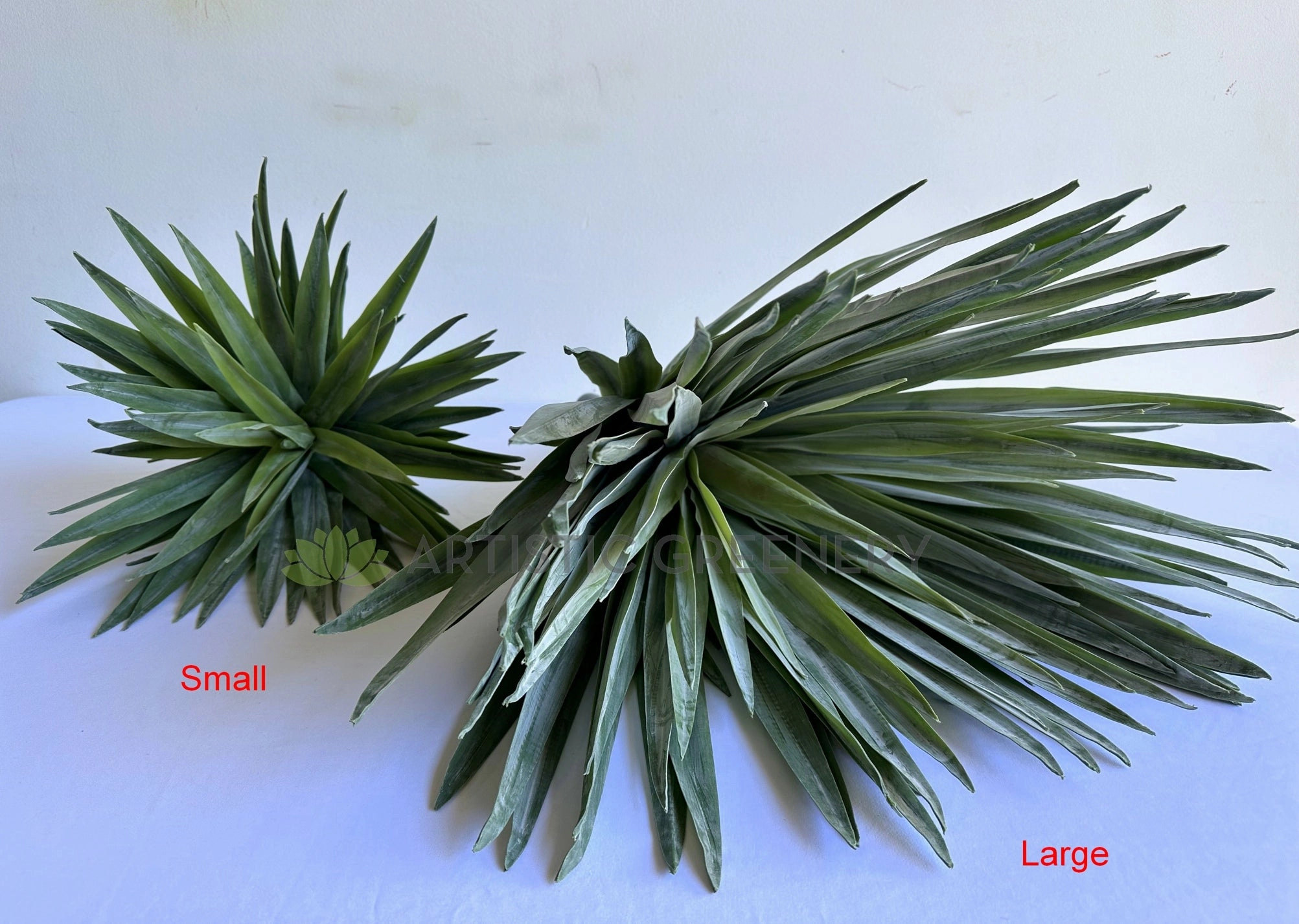 T0187 Agave / Angustifolia / Yucca 2 Sizes