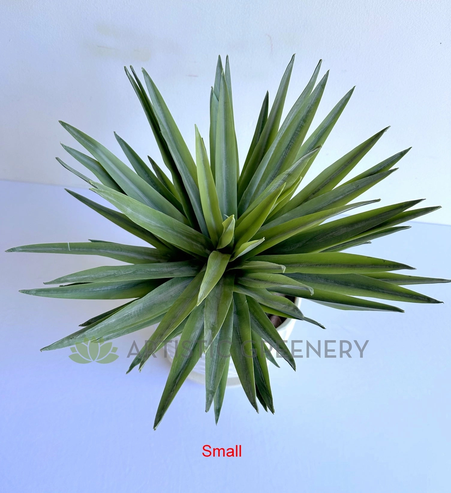 T0187 Agave / Angustifolia / Yucca 2 Sizes