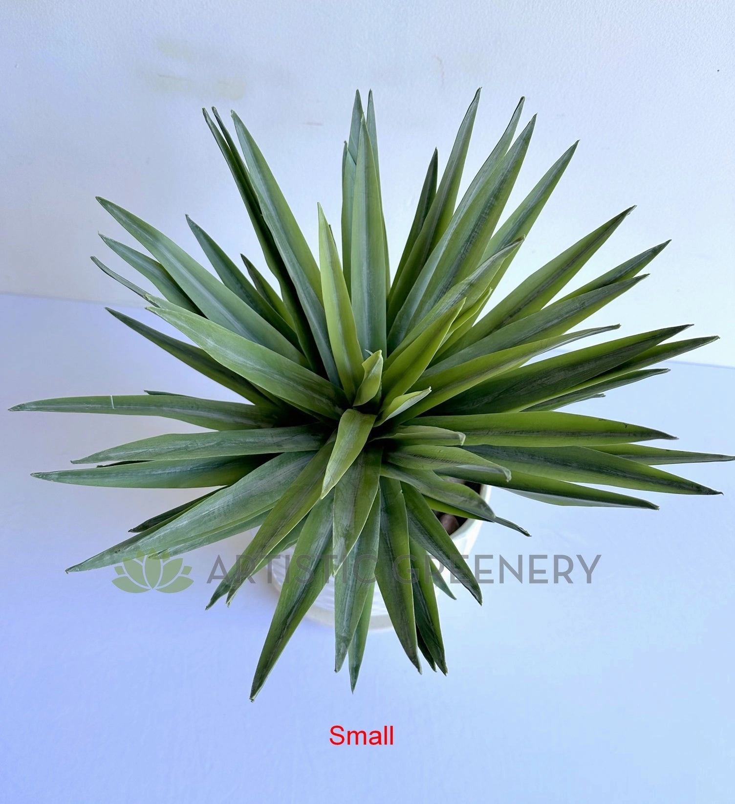 T0187 Agave / Angustifolia / Yucca 2 Sizes