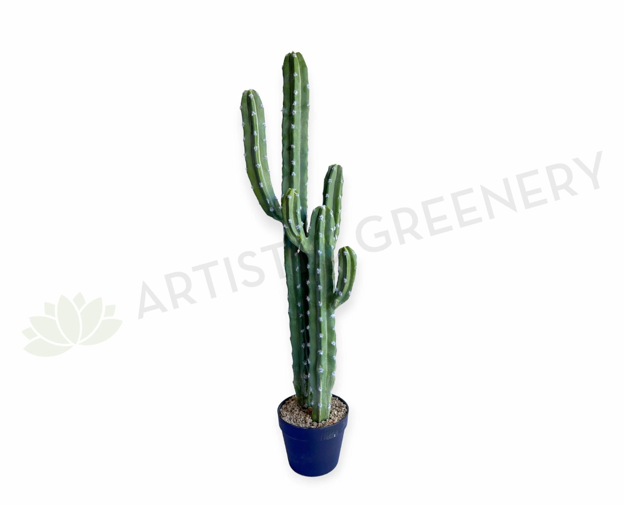 T0188 Cereus Jamacaru Cactus / Cardeiro 101cm sun perennial  
