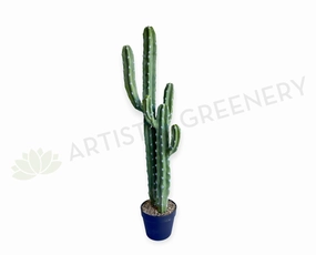 T0188 Cereus Jamacaru Cactus / Cardeiro 101cm mini ornamental plant  