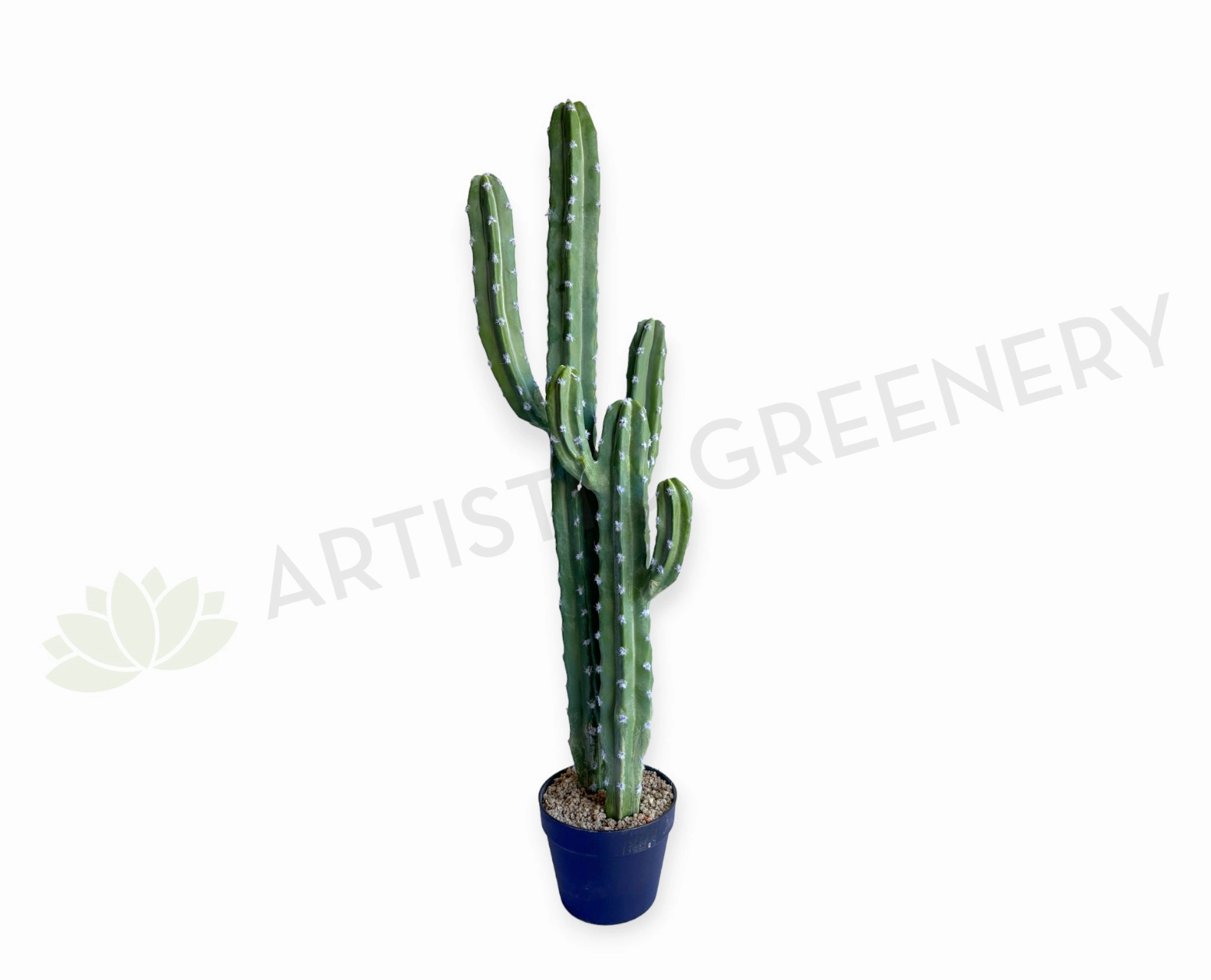 T0188 Cereus Jamacaru Cactus / Cardeiro 101cm mini ornamental plant  