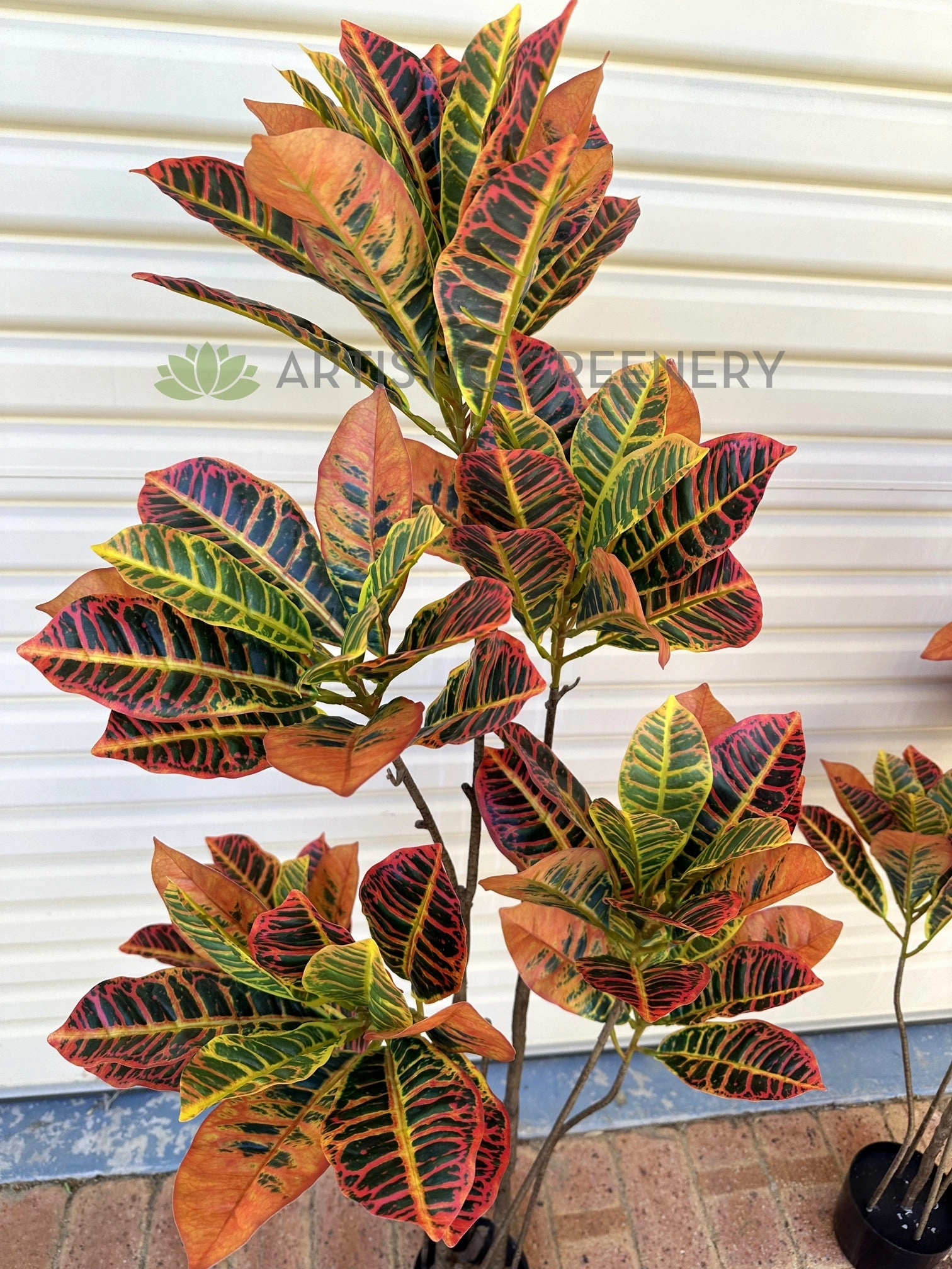 T0189 Red Croton Tree 2 Sizes 120cm/ 140cm