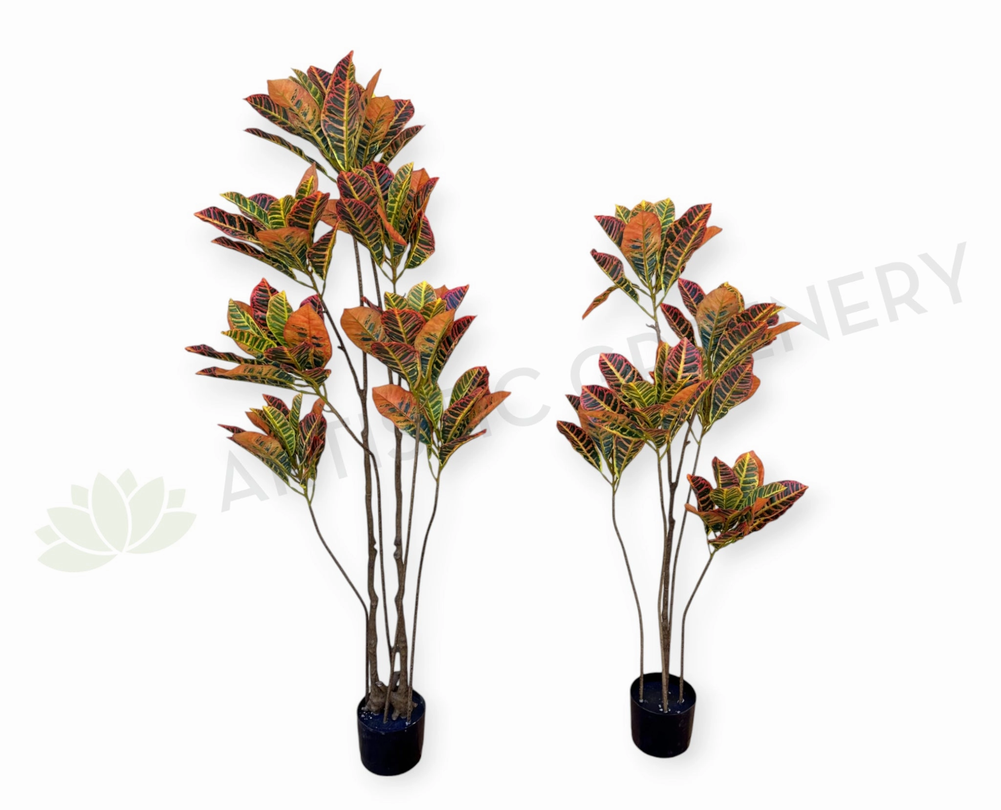 T0189 Red Croton Tree 2 Sizes 120cm/ 140cm sun perennial  