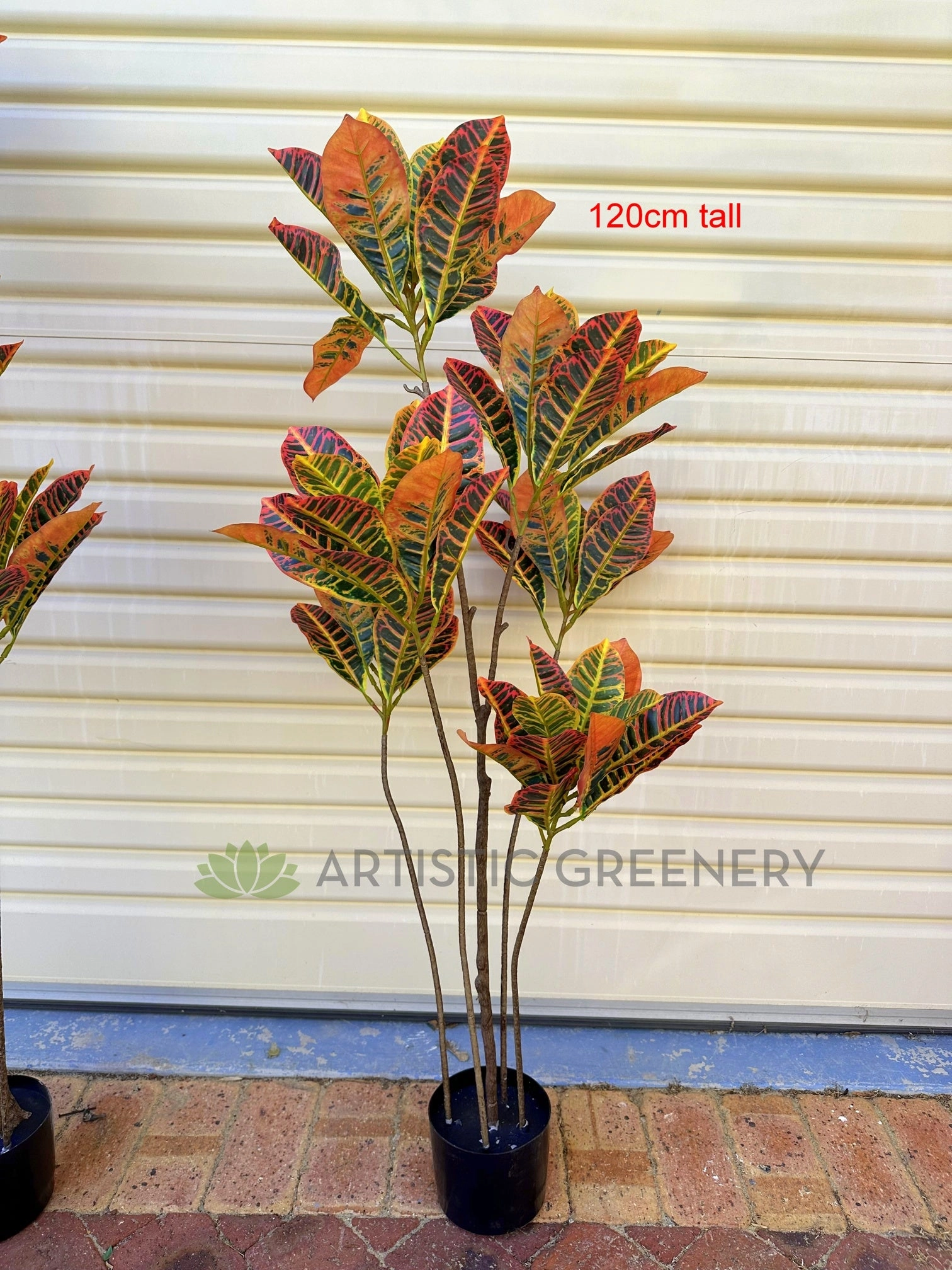 T0189 Red Croton Tree 2 Sizes 120cm/ 140cm