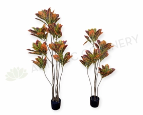 T0189 Red Croton Tree 2 Sizes 120cm/ 140cm sun perennial  