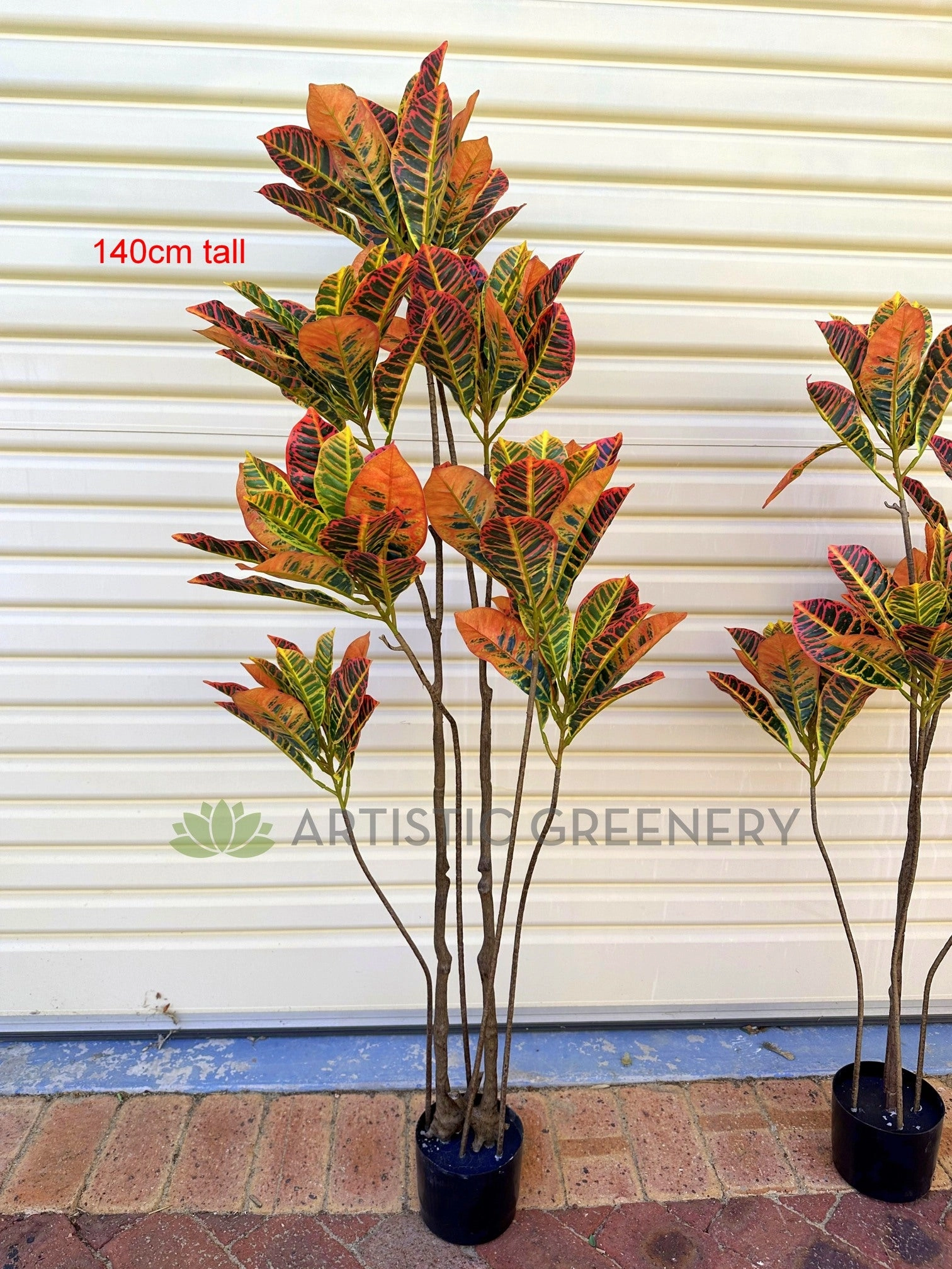 T0189 Red Croton Tree 2 Sizes 120cm/ 140cm