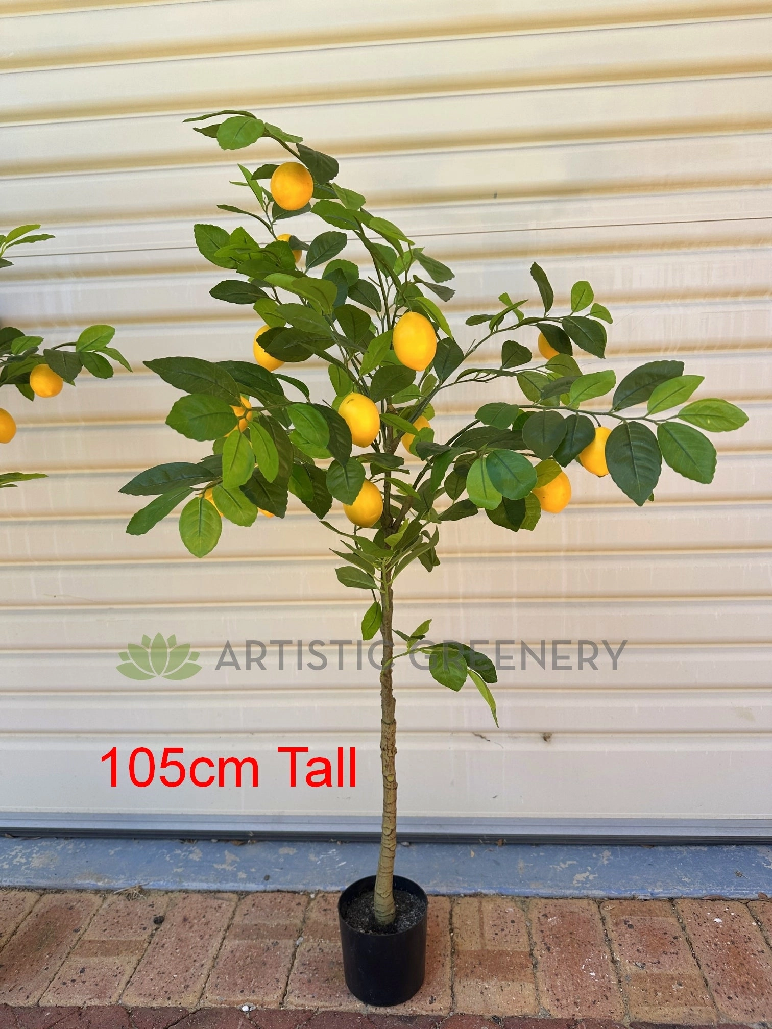 T0190 Lemon Tree 105 / 120cm