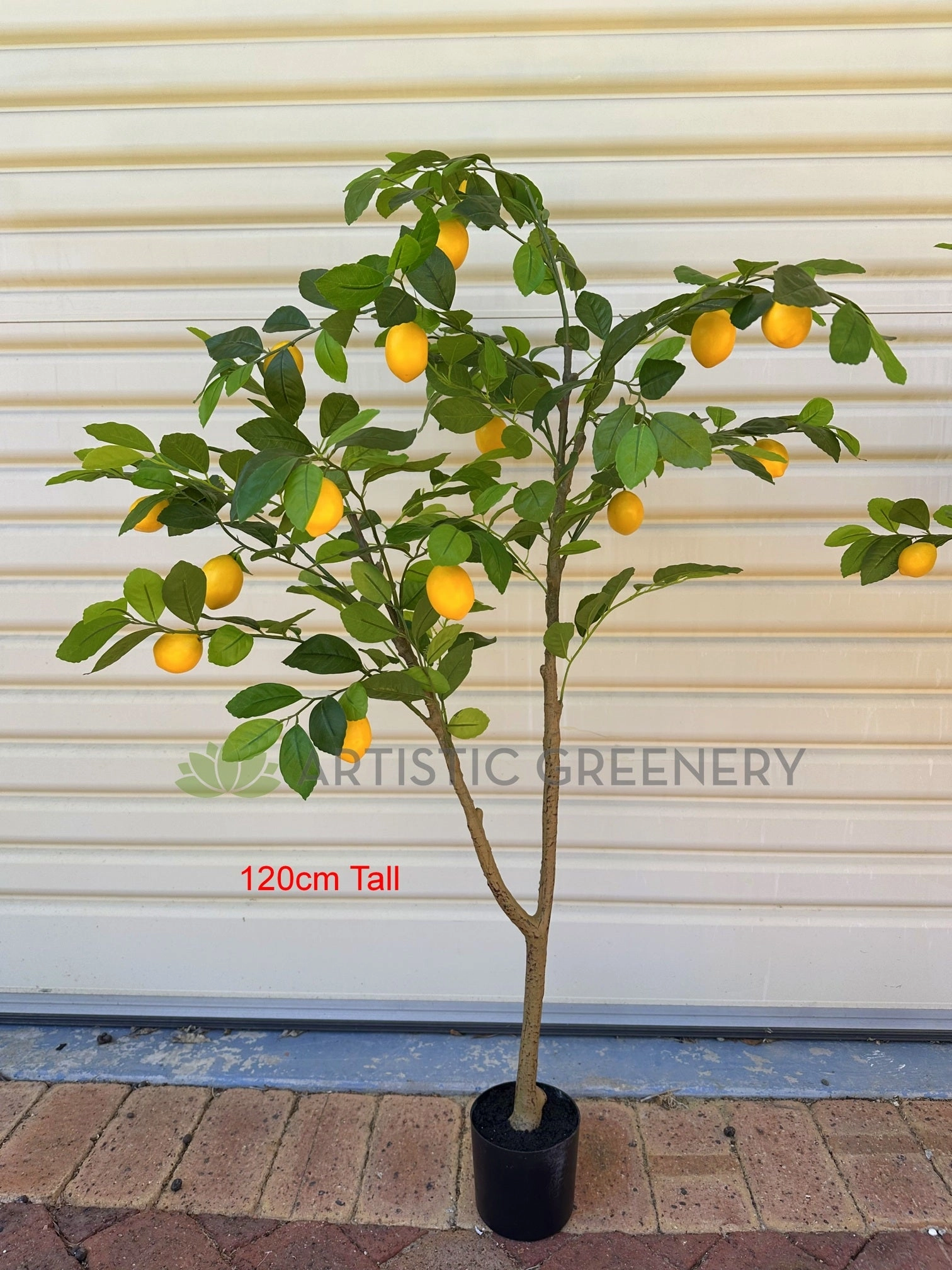 T0190 Lemon Tree 105 / 120cm