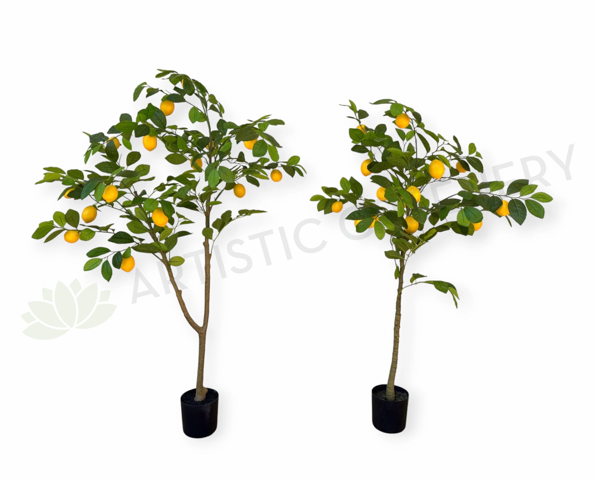 T0190 Lemon Tree 105 / 120cm sun perennial  