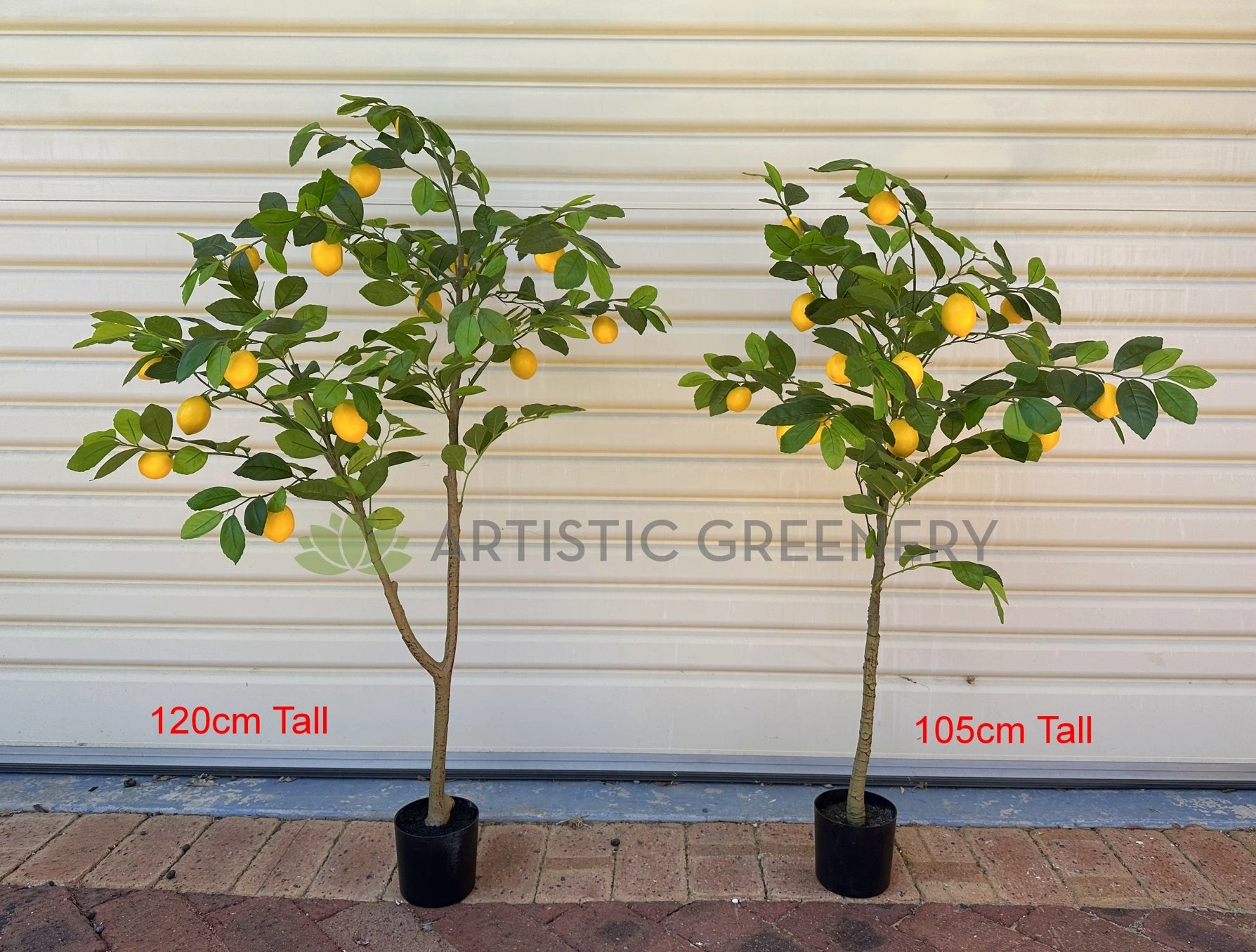 T0190 Lemon Tree 105 / 120cm
