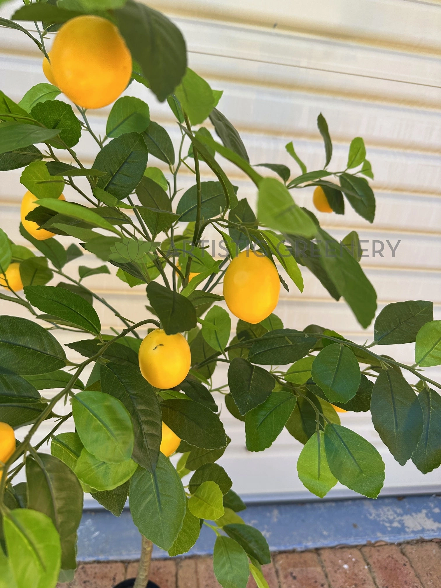 T0190 Lemon Tree 105 / 120cm