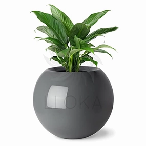 Table Top Pots & Planters -Prana_Sph_01 (Glossy Grey) shade perennial  