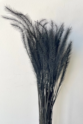 Tail Grass Black Pastel Preserved Bunch indoor houseplants  