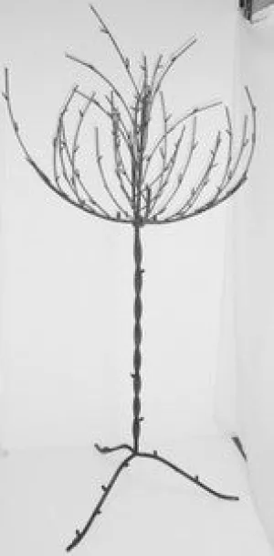 TALL TREE dried flower branch  