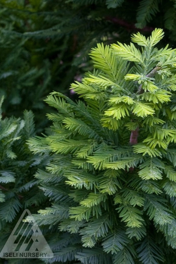 Taxodium d. 'Peve Minaret' #3