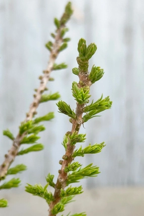 Taxodium d. 'Peve Minaret' #3 decorative flowerpot  