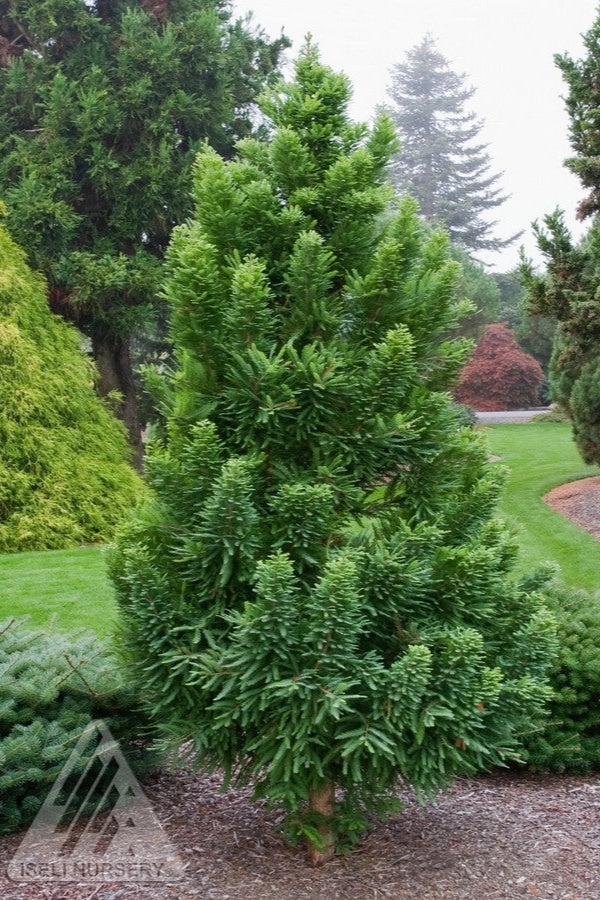 Taxodium d. 'Peve Minaret' #3