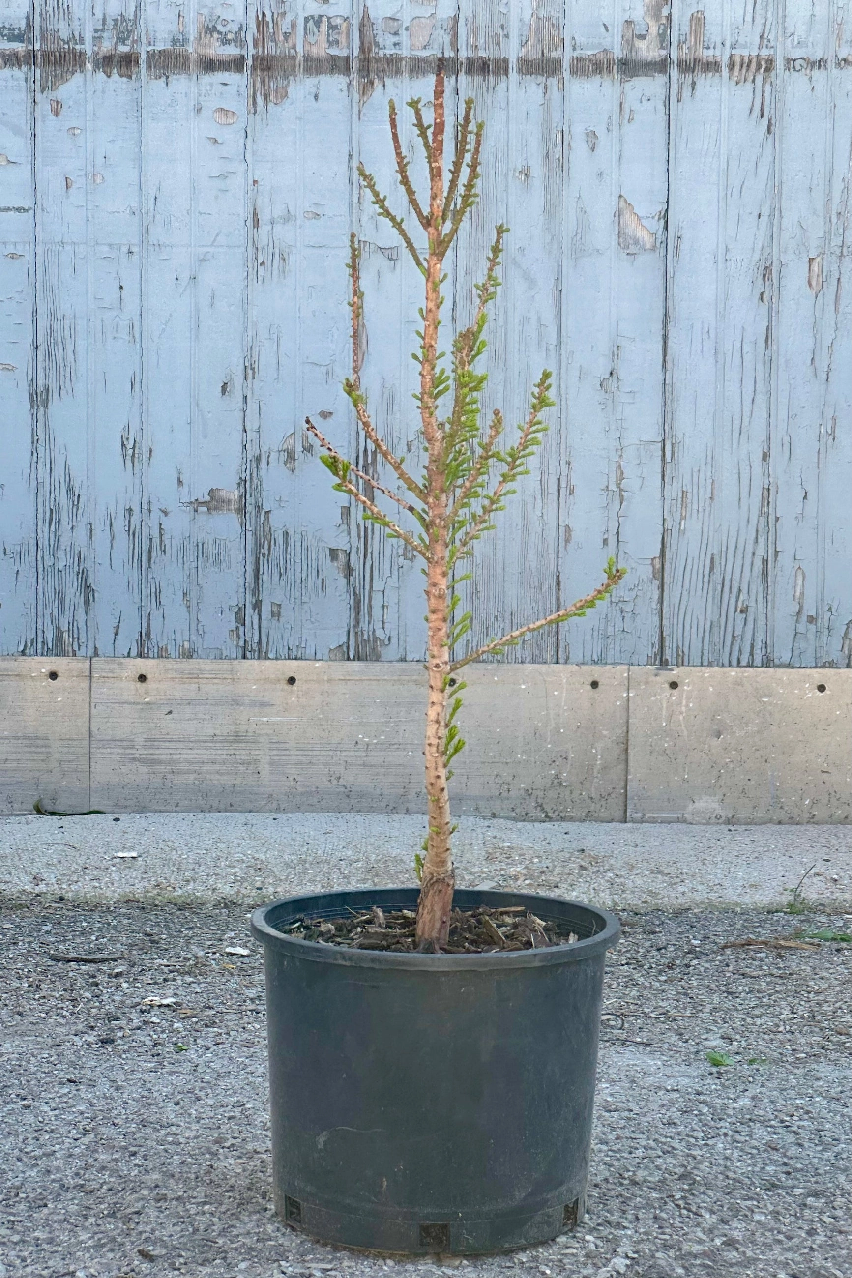Taxodium d. 'Peve Minaret' #3