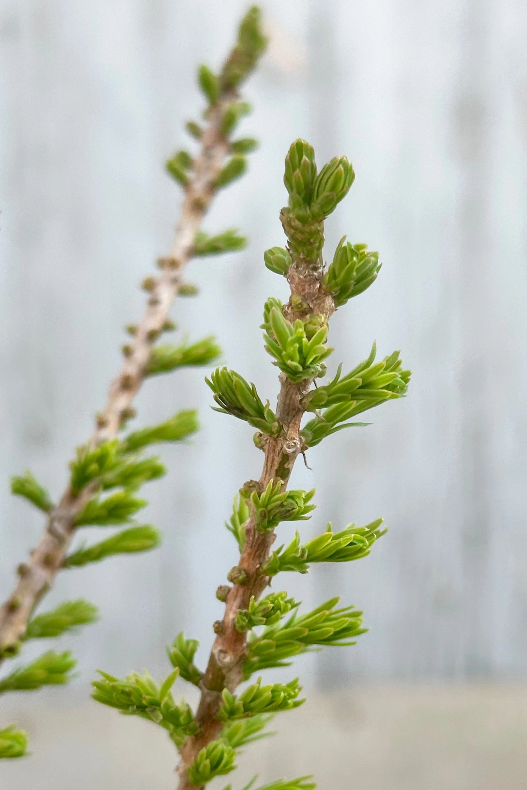 Taxodium d. 'Peve Minaret' #3 decorative flowerpot  
