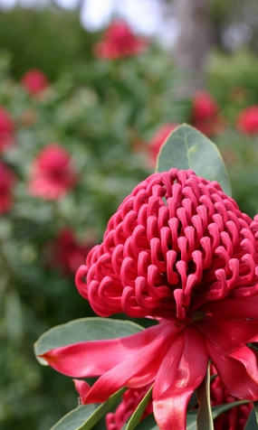 Telopea 'Shady Lady' Red small flower pot  
