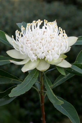 Telopea 'Shady Lady' White small flower pot  
