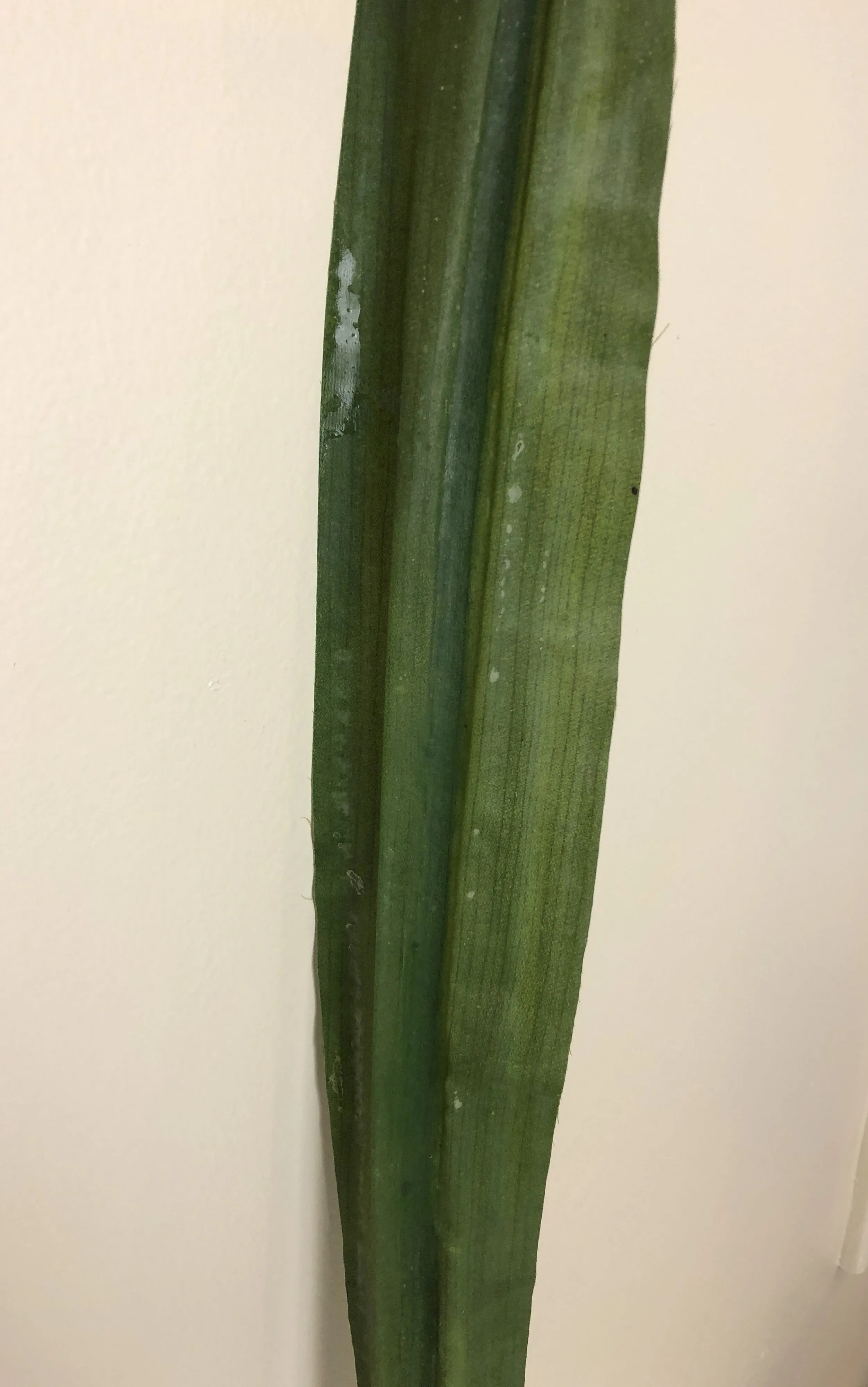 TEMP0005 Clearance Single Flax Leaf 114cm Green