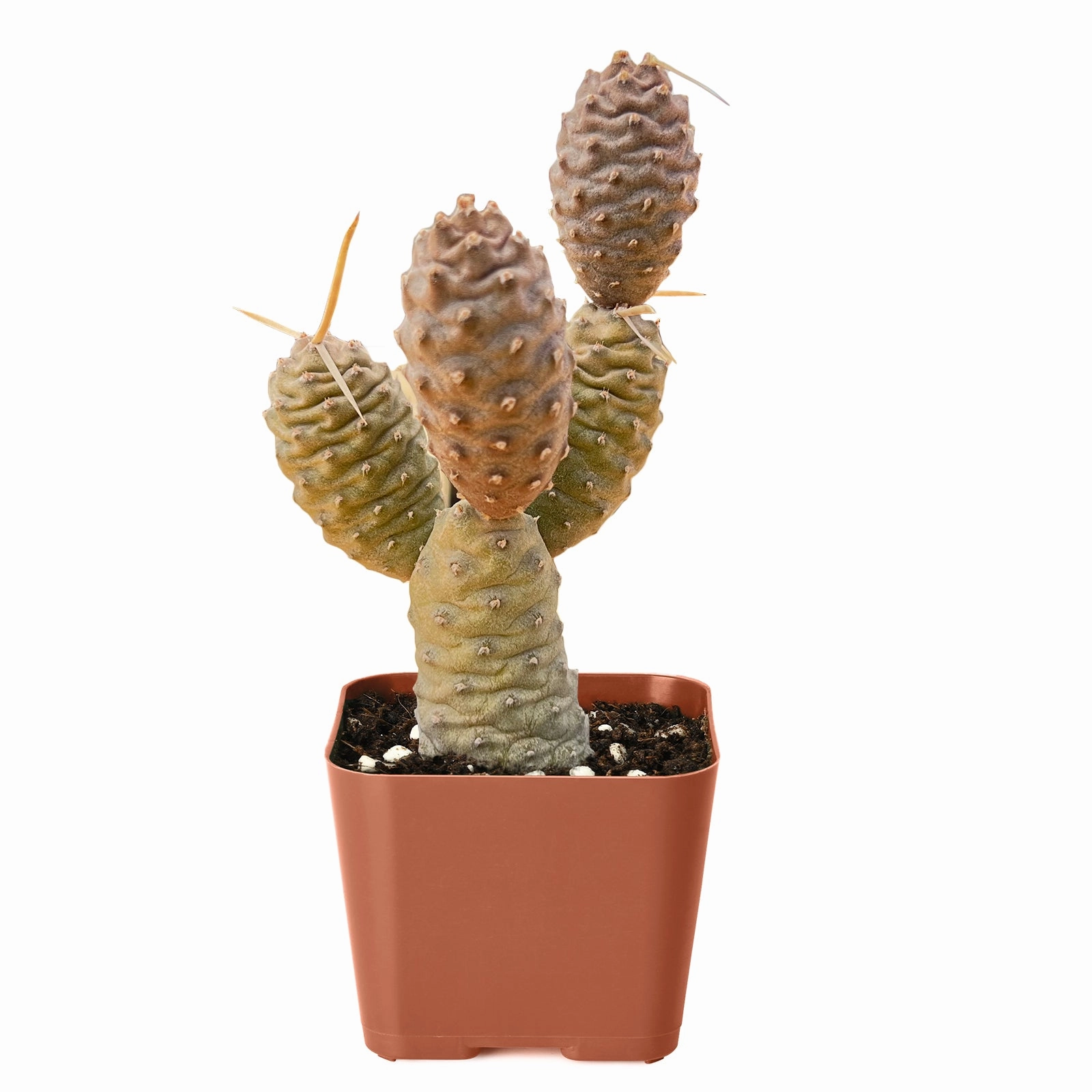 Tephrocactus articulatus var. inermis / Pine Cone Cactus