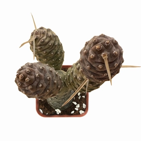 Tephrocactus articulatus var. inermis / Pine Cone Cactus mini ornamental plant  
