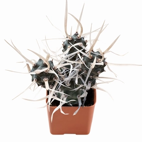 Tephrocactus articulatus var. papyracanthus / Paper Spine Cactus mini ornamental plant  