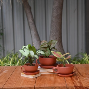 Terracotta Tea Cup Pot with Tray for Plants desktop planter  