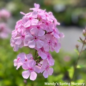 Thai Pink Jade Garden Phlox | Phlox Paniculata traditional flower vase  